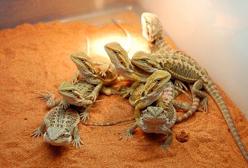 View of Can Bearded Dragons Use Eco Earth? - Clever Pet Owners