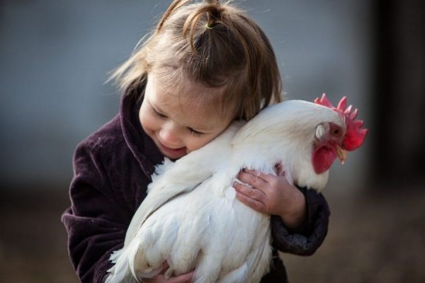 Where Do Chickens Like To Be Petted? - Clever Pet Owners